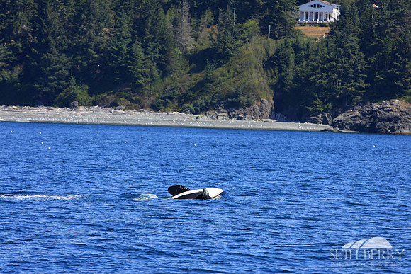 Orca Tricks