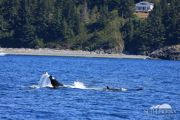 Orca Tail Slap