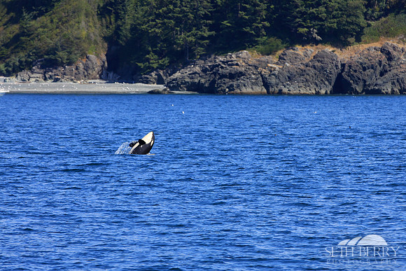 Baby Orca Tricks