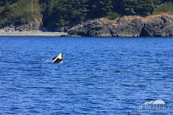 Baby Orca Tricks