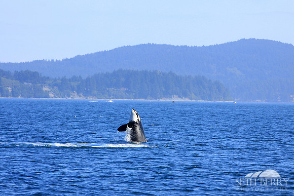 Breaching Orca