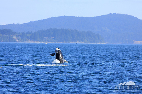 Orca Jumping