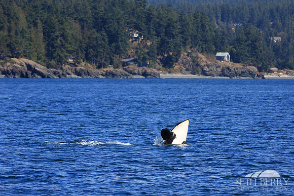 Orca Breach