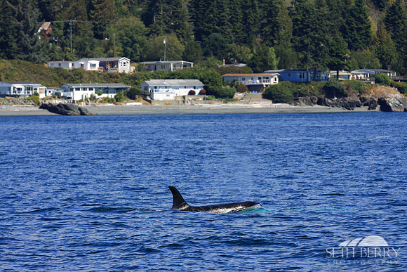 Orca Blow Hole