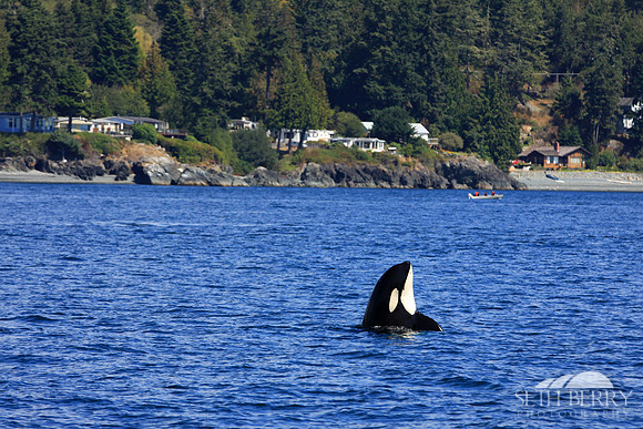Orca Tricks