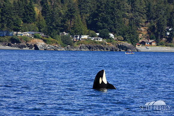 Orca Tricks