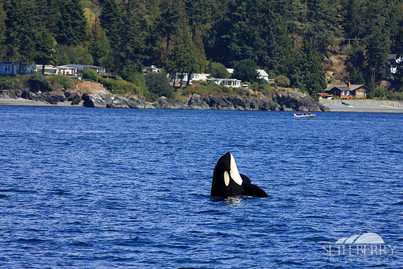 Orca Tricks