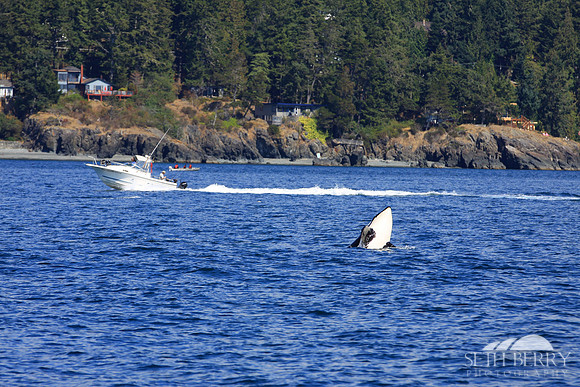 Wild Orcas