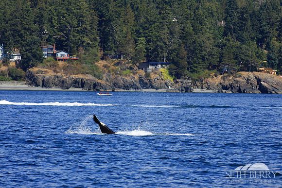 Orca Tail
