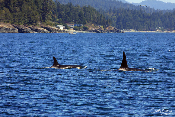 Orcas