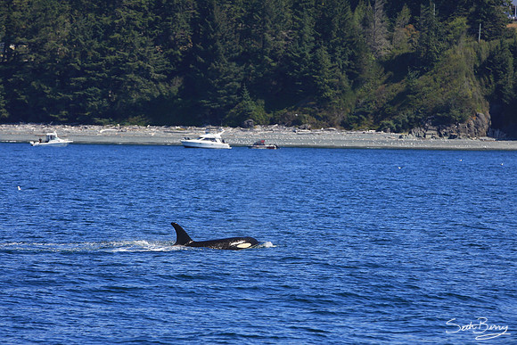 Orcas