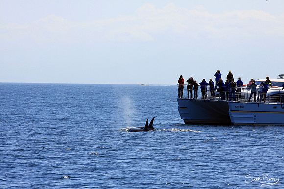Orca Tour