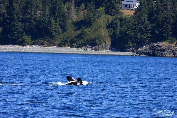 Performing Orca