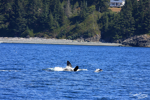 Orca teaching its Calf