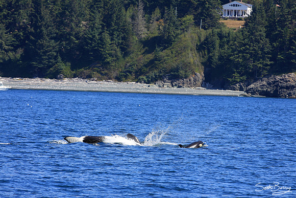 Orca Family