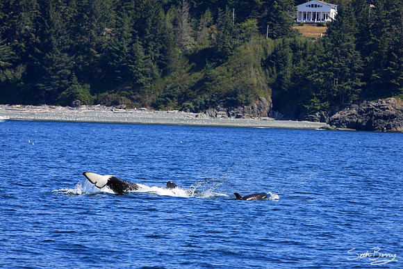 Orca Tricks