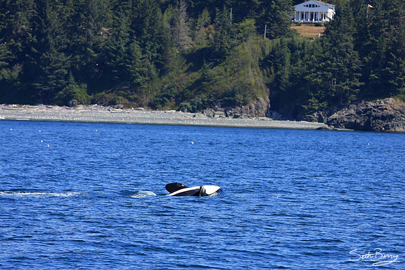 Orca Tricks