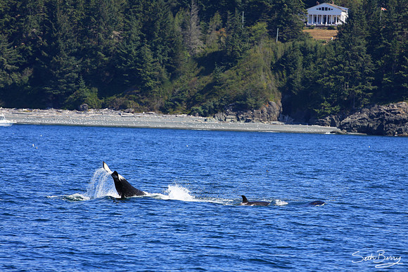 Orca Tail Slap
