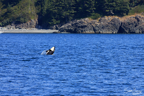 Baby Orca Tricks