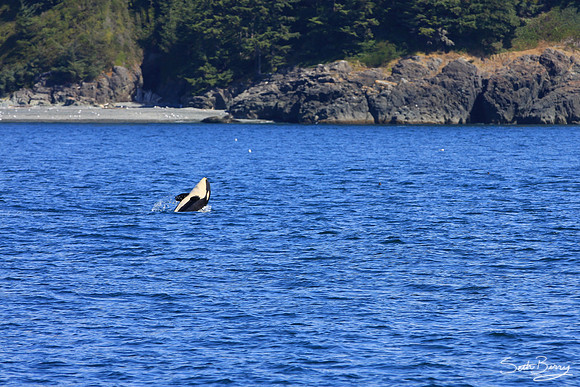 Baby Orca Tricks