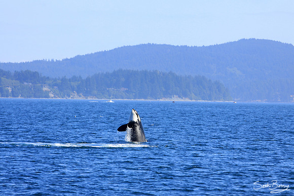 Breaching Orca