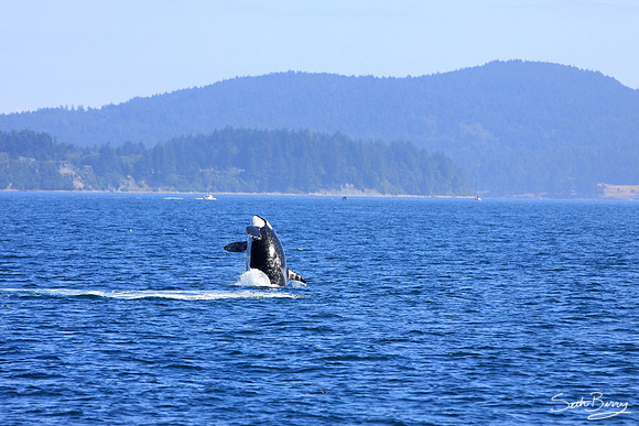 Orca Jumping