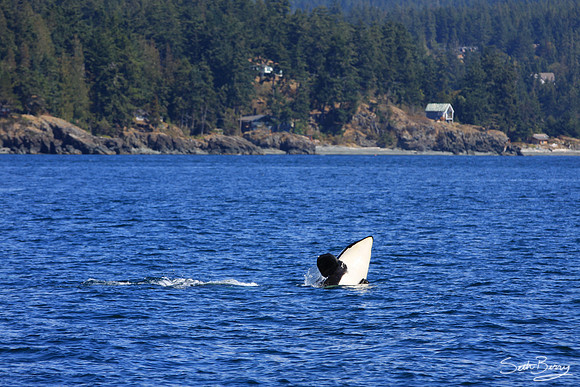 Orca Breach