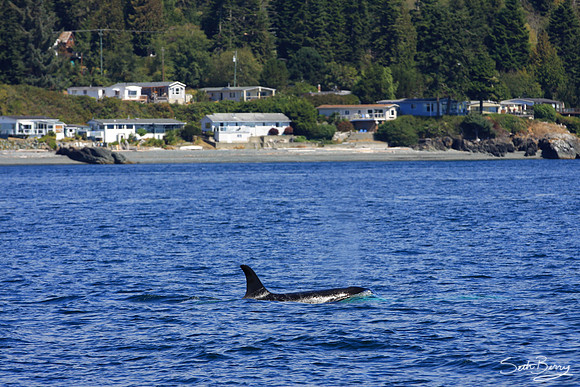 Orca Blow Hole