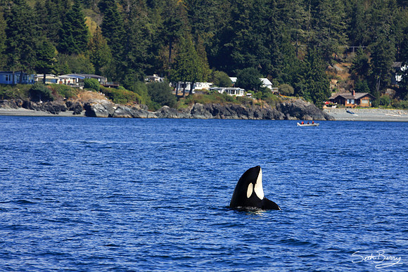 Orca Tricks