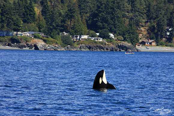 Orca Tricks