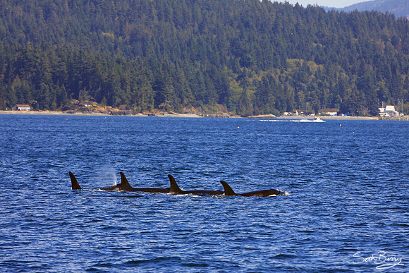 Orca Pod