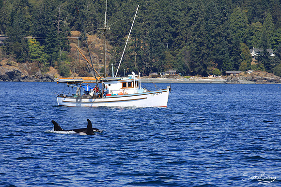 Wild Orcas
