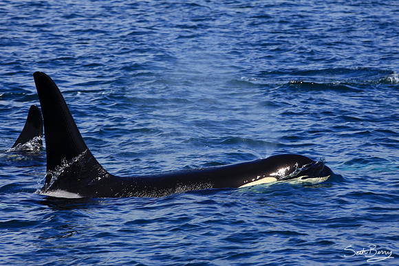 Wild Orcas