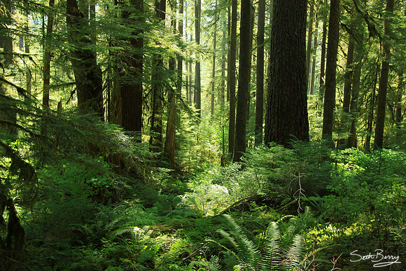 Sol Duc