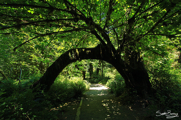Hoh Rainforest
