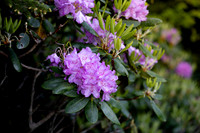 Roan Highlands Rhododendrons