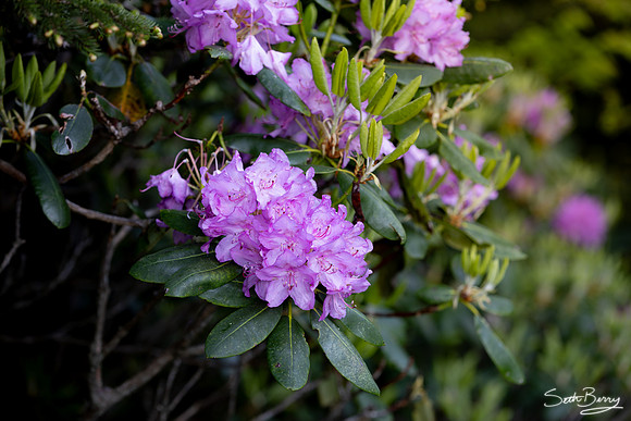 Roan Highlands Rhododendrons