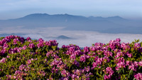 Roan Highlands Rhododendrons