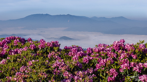 Roan Highlands Rhododendrons