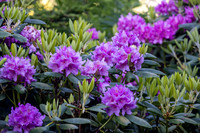 Roan Highlands Rhododendrons
