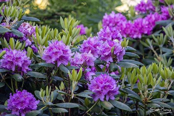 Roan Highlands Rhododendrons