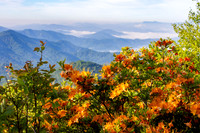 Roan Highlands Flame Azaleas