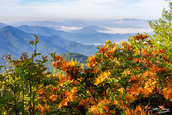Roan Highlands Flame Azaleas