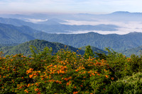 Roan Highlands Flame Azaleas