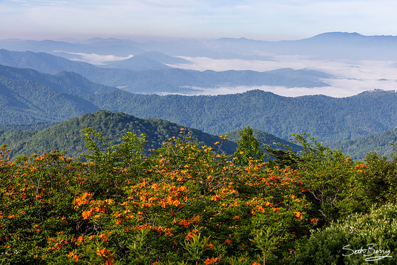 Roan Highlands Flame Azaleas