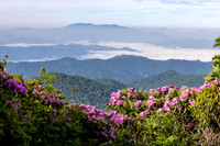 Roan Highlands Rhododendrons