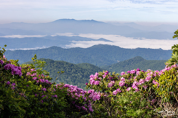 Roan Highlands Rhododendrons