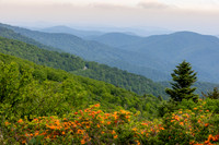 Roan Highlands Flame Azaleas