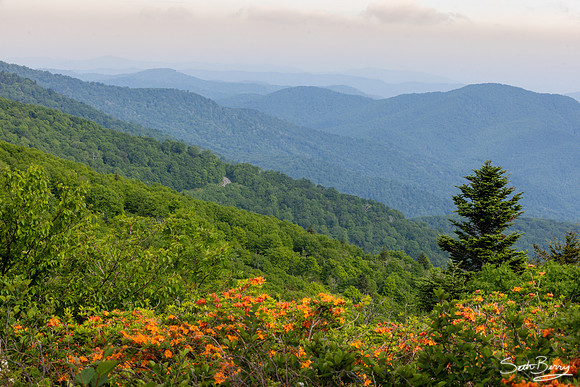 Roan Highlands Flame Azaleas