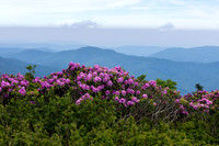 Roan Highlands Rhododendrons